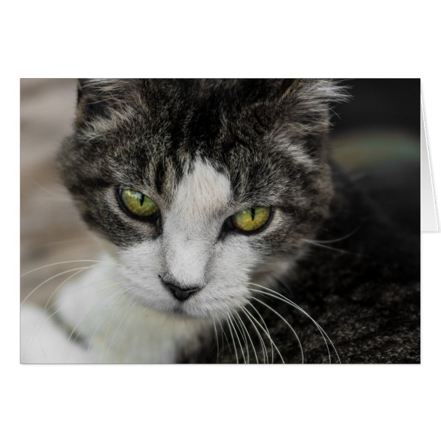 De Baby kijk (Voorkant Horizontaal)