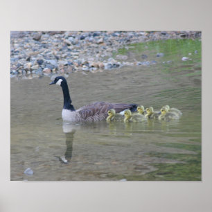 De Babys van de Gans van Canada met het Dierlijke Poster