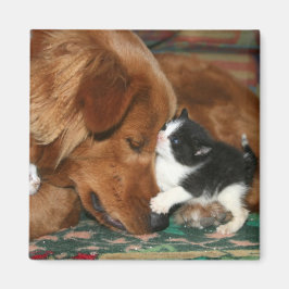 De babysitter magneet