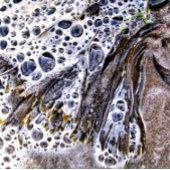 DE BACK, ZEEWEEK, WATER EN ZAND ZANDSTEEN ONDERZETTER