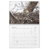 De Bald Eagle Kalender (Jan 2027)