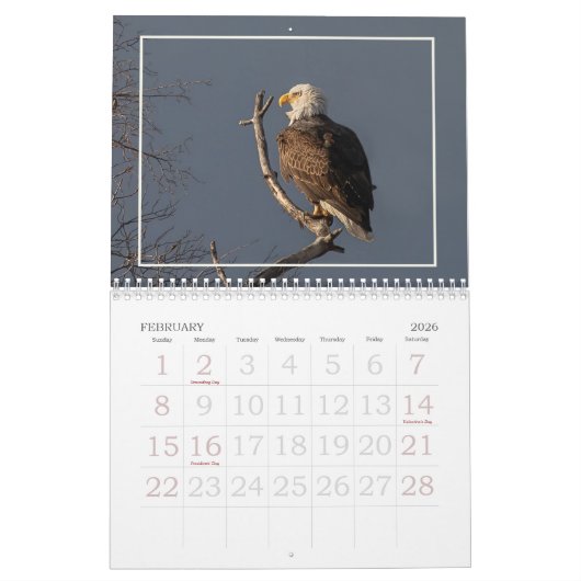 De Bald Eagle Kalender (Feb 2026)