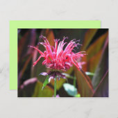 De Balsem van de bij Briefkaart (Voorkant / Achterkant)