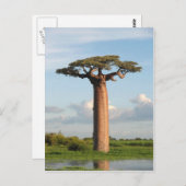 De Baobab Madagascar van Grandidier Briefkaart (Voorkant / Achterkant)