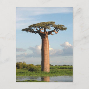 De Baobab Madagascar van Grandidier Briefkaart