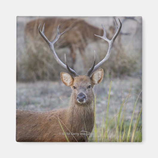 De Barasingha of Barasinga (Rucervus Magneet (Voorkant)
