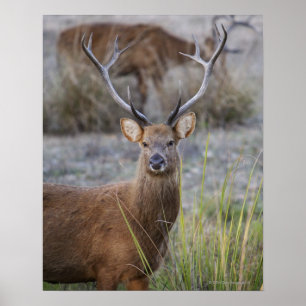 De Barasingha of Barasinga (Rucervus Poster