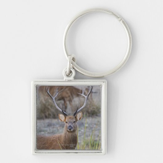 De Barasingha of Barasinga (Rucervus Sleutelhanger (Voorkant)