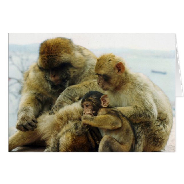 De Barbary Apes (Voorkant Horizontaal)