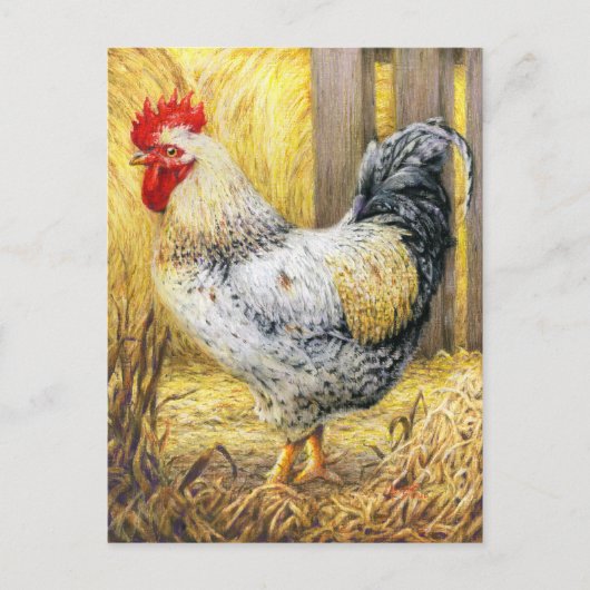 De Barn Rooster Briefkaart (Voorkant)