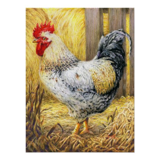 De Barn Rooster Perfect Poster (Voorkant)