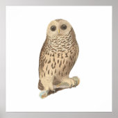 De Barred Owl (Ulula nebulosa) Poster (Voorkant)