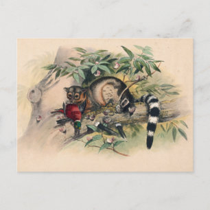 De Bassaris van Joseph Wolf Briefkaart