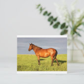 De Bay Mare Briefkaart (Staand voorkant)