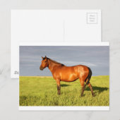 De Bay Mare Briefkaart (Voorkant / Achterkant)