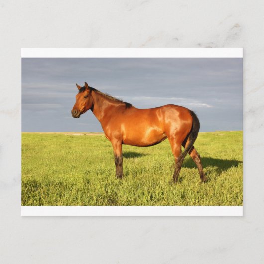 De Bay Mare Briefkaart (Voorkant)