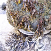 DE BEACH POKERKAARTEN