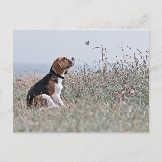 De beagle briefkaart (Voorkant)
