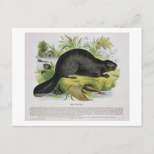 De Beaver, educatieve illustratie pub. door de S Briefkaart