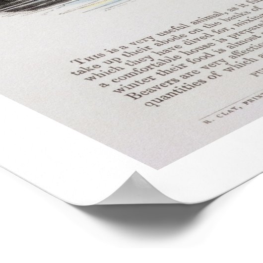 De Beaver, educatieve illustratie pub. door de S Poster (Hoek)