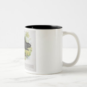 De Beaver, educatieve illustratie pub. door de S Tweekleurige Koffiemok