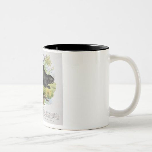 De Beaver, educatieve illustratie pub. door de S Tweekleurige Koffiemok (Rechts)