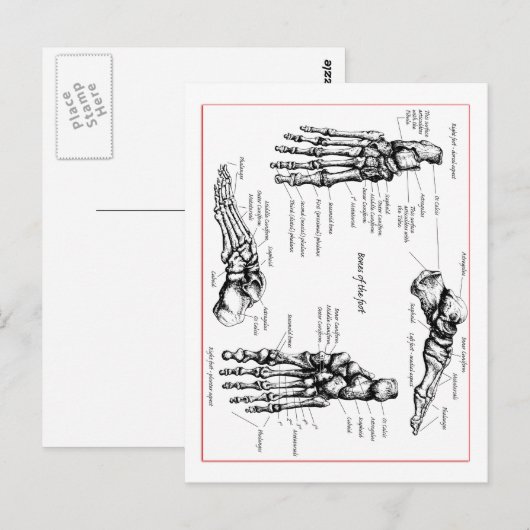 De beenderen van de voet briefkaart (Voorkant / Achterkant)
