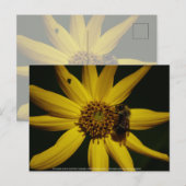 De bel en de zonnebloem briefkaart (Voorkant / Achterkant)