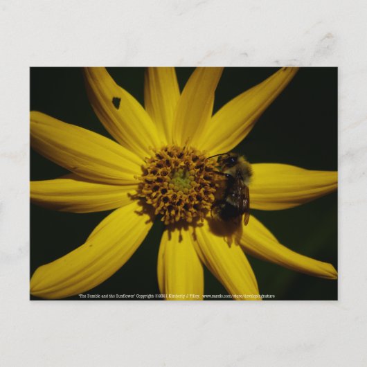 De bel en de zonnebloem briefkaart (Voorkant)