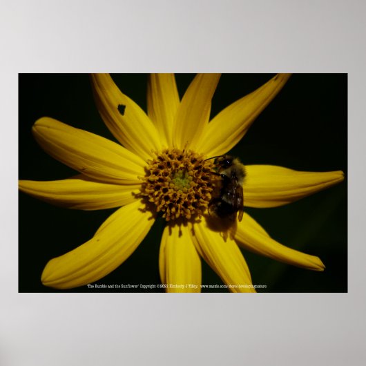 De bel en de zonnebloem poster (Voorkant)