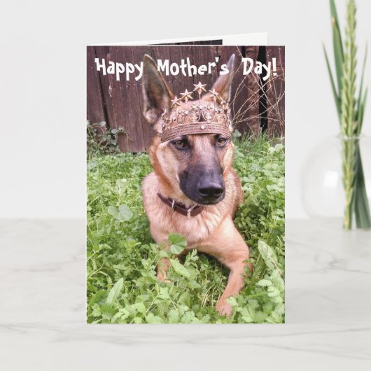 De Belgische Kaart van het Moederdag Malinois (Voorkant)