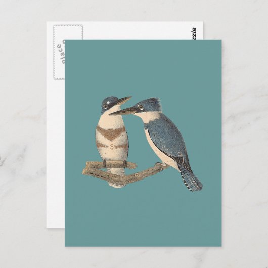 De Belted Kingfisher (Alava alcyon) NY Vogels Briefkaart (Voorkant / Achterkant)