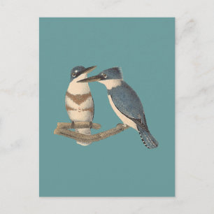 De Belted Kingfisher (Alava alcyon) NY Vogels Briefkaart
