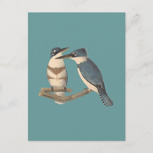 De Belted Kingfisher (Alava alcyon) NY Vogels Briefkaart (Voorkant)