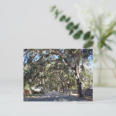 de beroemde magnolia avenue in augustine florida u briefkaart (Staand voorkant)