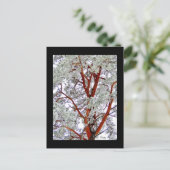 de besneeuwde boom briefkaart (Staand voorkant)