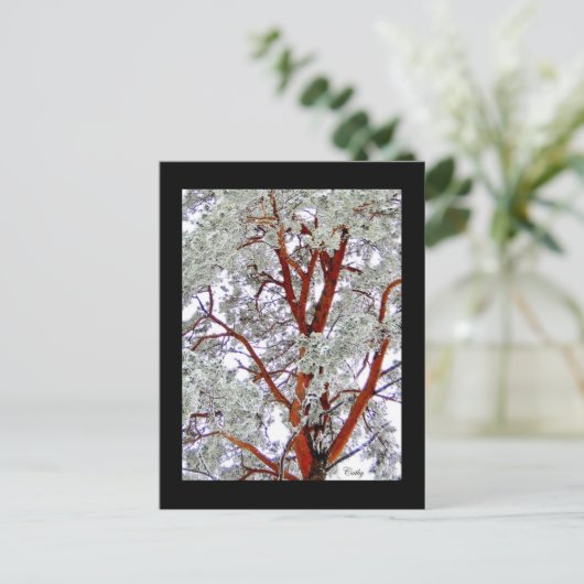 de besneeuwde boom briefkaart (Staand voorkant)