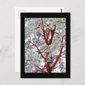 de besneeuwde boom briefkaart (Voorkant / Achterkant)