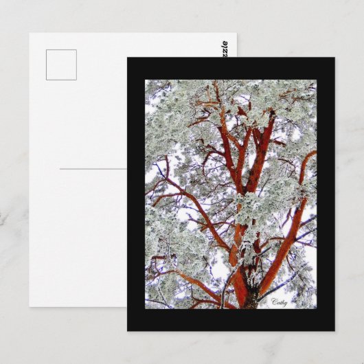 de besneeuwde boom briefkaart (Voorkant / Achterkant)