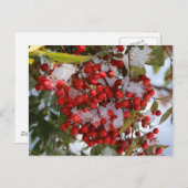 De Bessen van de winter Briefkaart (Voorkant / Achterkant)