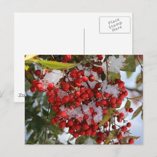 De Bessen van de winter Briefkaart (Voorkant / Achterkant)