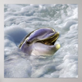 De beste glimlach van een dolfijn poster (Voorkant)