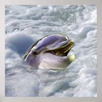 De beste glimlach van een dolfijn