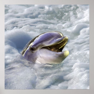 De beste glimlach van een dolfijn poster