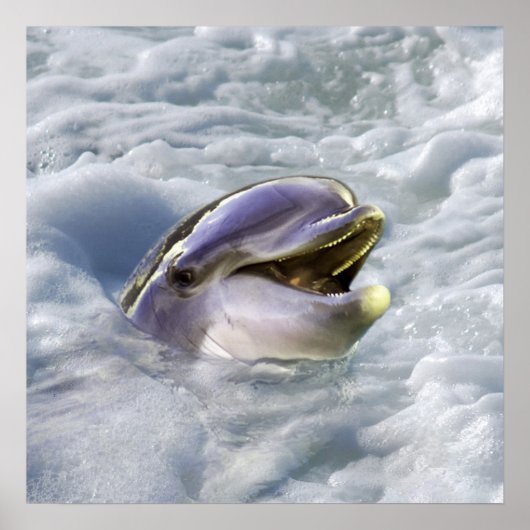 De beste glimlach van een dolfijn poster (Voorkant)