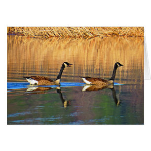 De Bestuurder van Achterbank