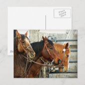 De beteugelde Hoofden van het Paard Briefkaart (Voorkant / Achterkant)