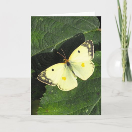 De Betrokken Gele Vlinder van Berger Kaart (Voorkant)