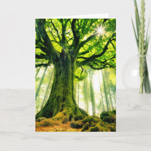 De Beuk van Ponthus Kaart