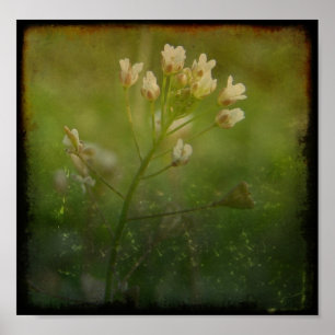 De Beurs van de herder Poster